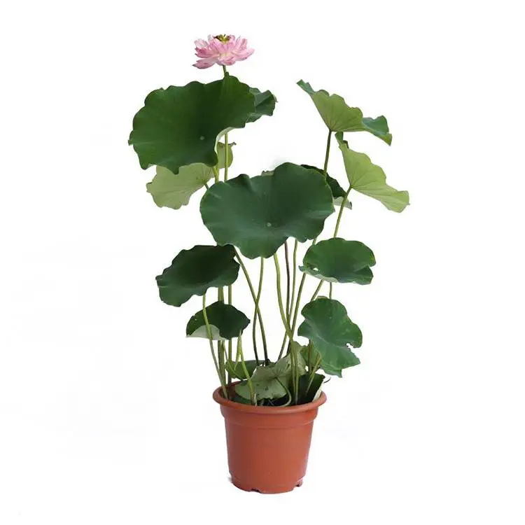 水生水培水养荷花 多色系观赏荷花 茗茜花卉 园林批发
