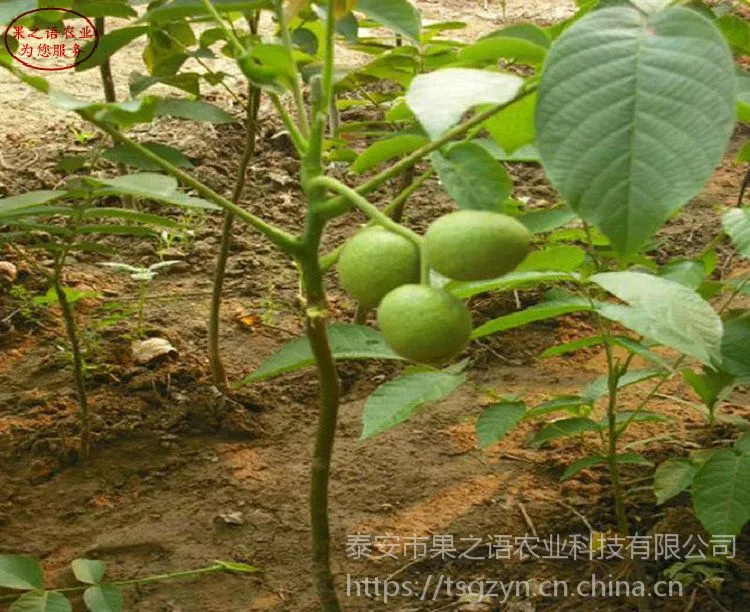 核桃树树、9cm核桃树哪里有卖