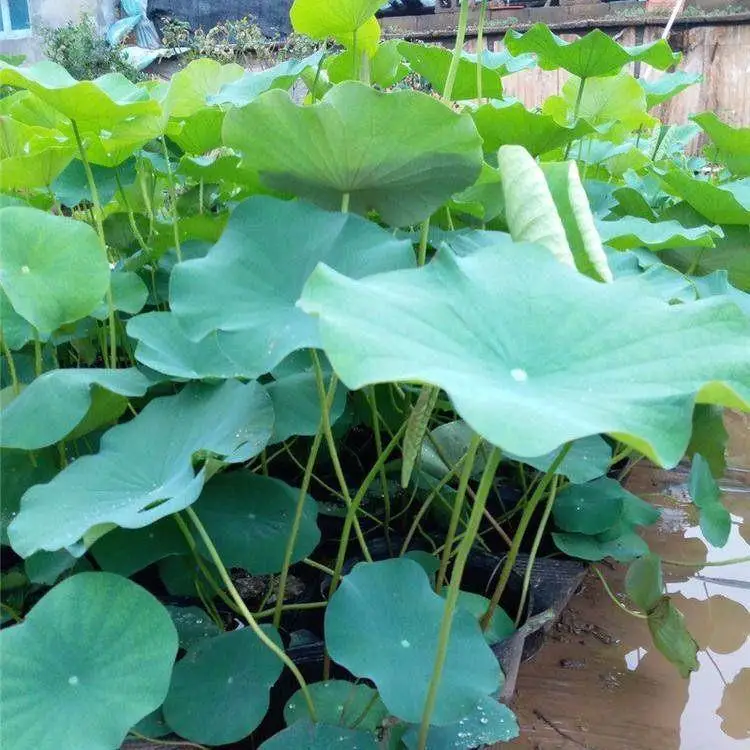 水生水培水养荷花 多色系观赏荷花 茗茜花卉 园林批发