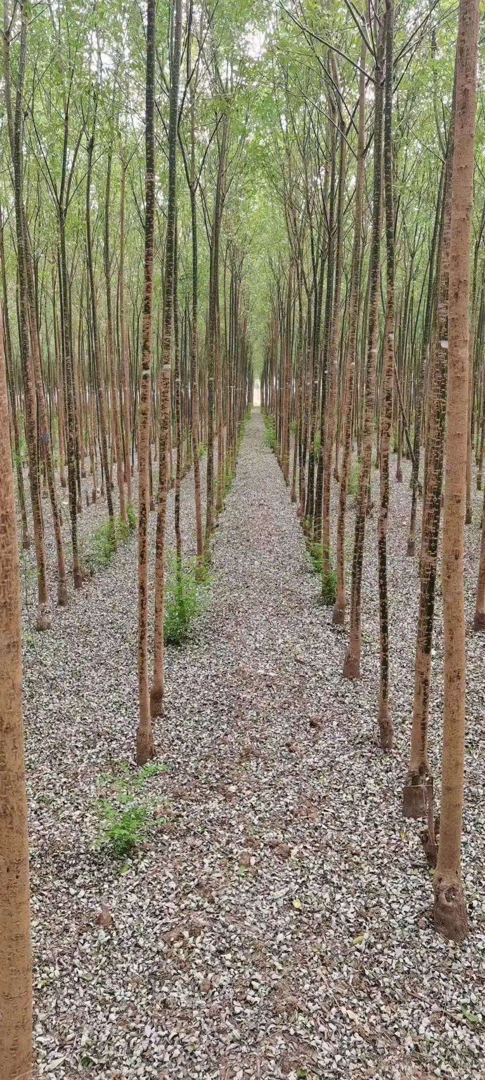 山东菏泽淑女国槐小苗基地多少钱一颗,淑女国槐苗厂家上车价格,淑女国槐苗产地报价,淑女国槐苗木供应商