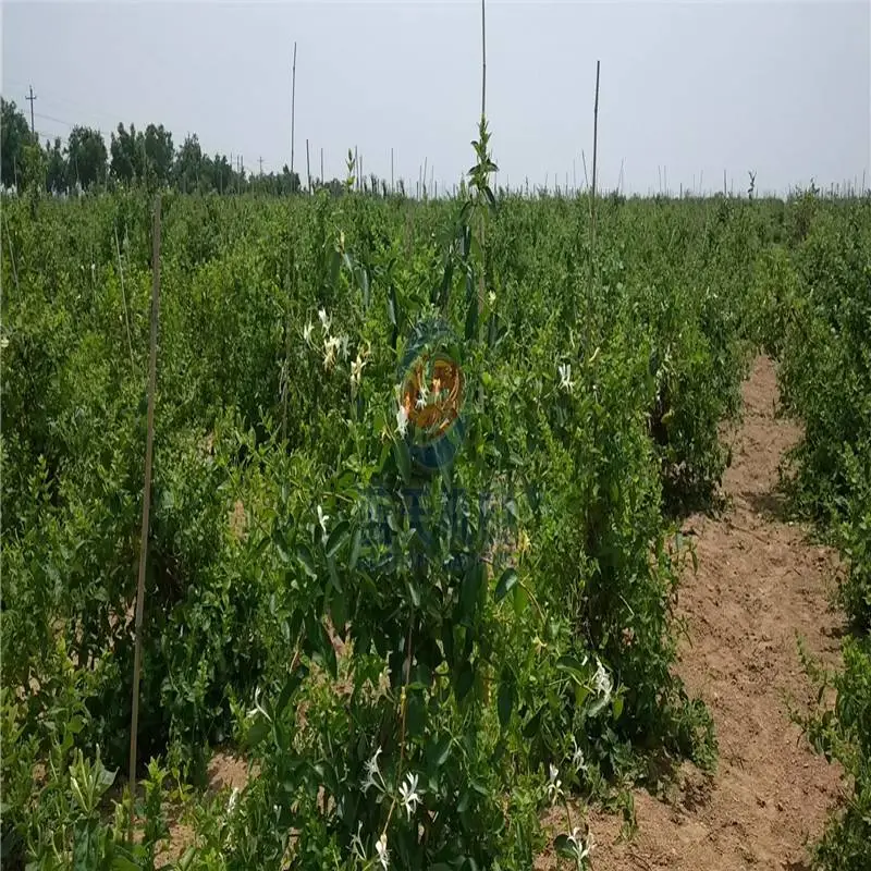 红薯干烘干机器 辣椒烘干机型号 地瓜烘干机价格 中药材烘干机 大型