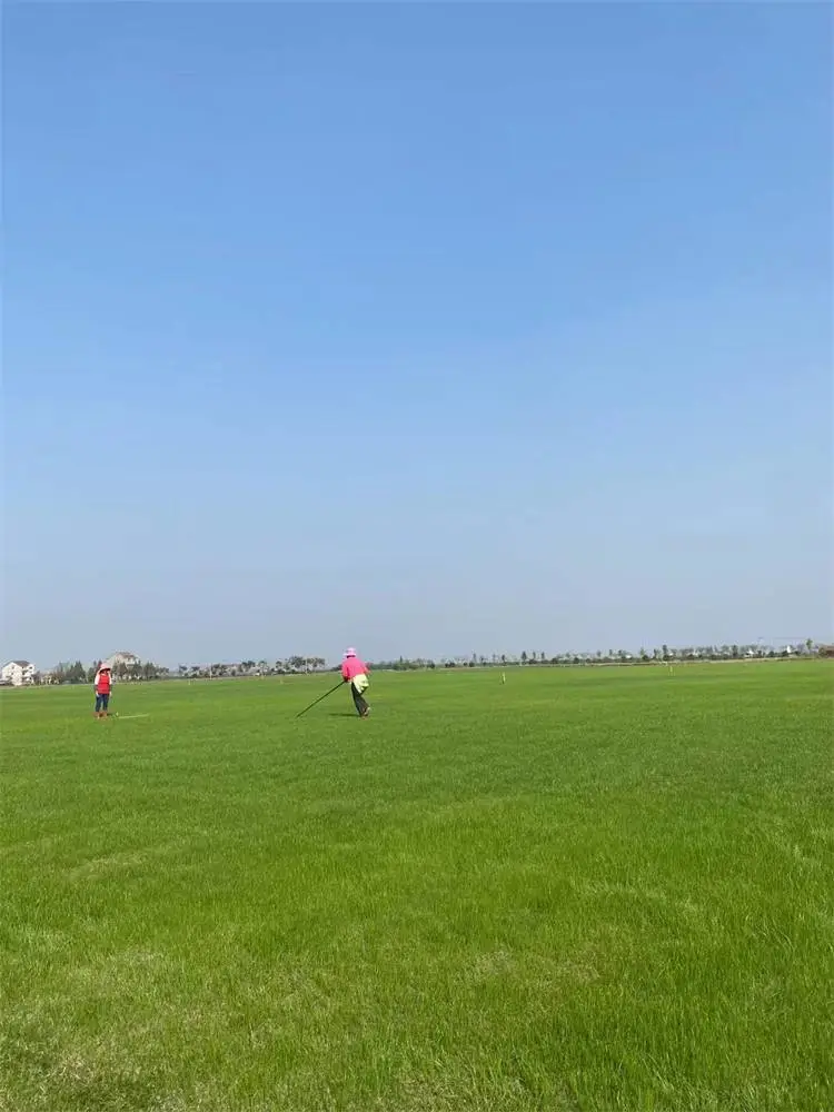 热门常青护坡草种种子公司地址批发菊苣草种籽
