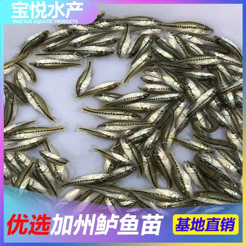 江西上饶苗场加州鲈鱼苗养殖技术 加州鲈鱼苗培育技术
