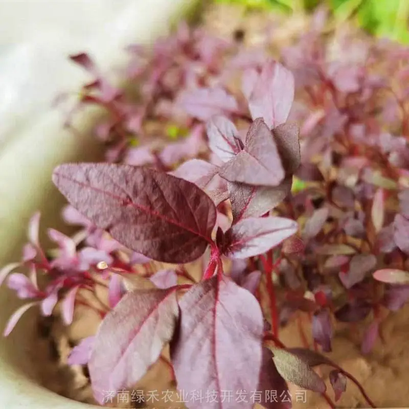 四季盆栽蔬菜种子 沙拉菜 火红苗 耐寒 耐高温红根 红叶特菜