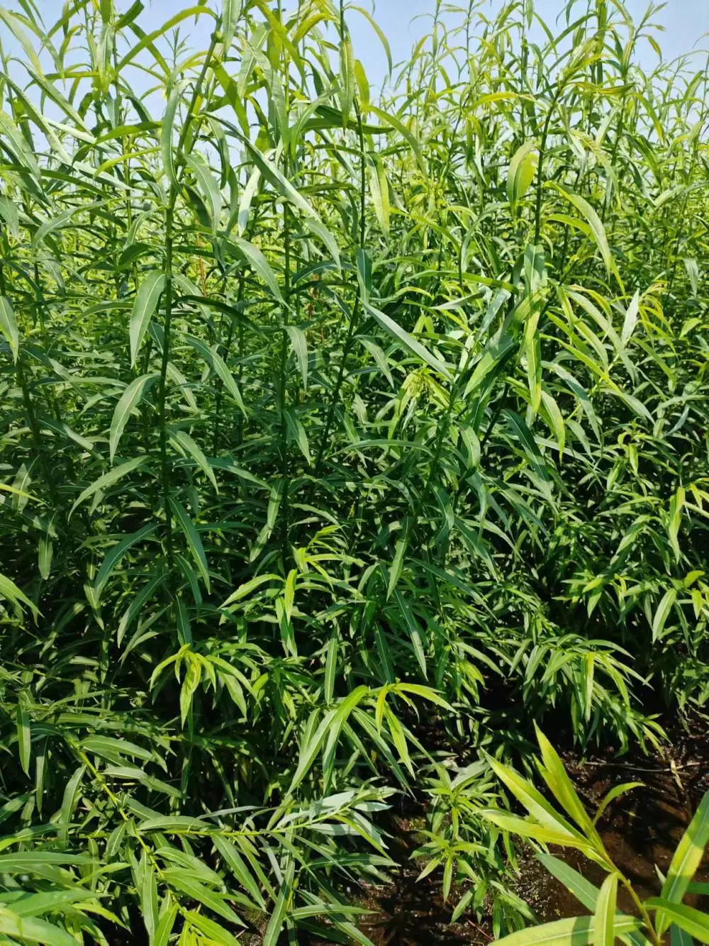 辽宁省本溪市柳条种植基地主营灌木杞柳@灌木柳 多年生草本 公路花坛绿化带种植 禾林