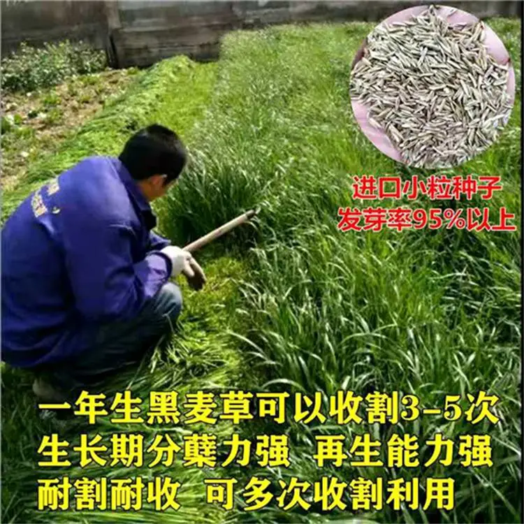 热门常青护坡草种种子公司地址批发菊苣草种籽
