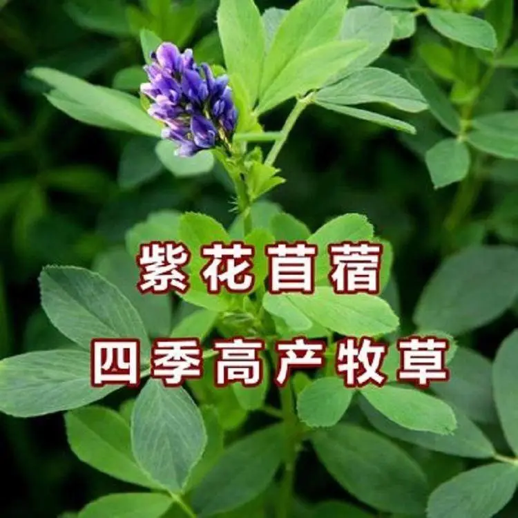 紫花苜蓿种子猪牛羊兔鸡鸭鹅多年生四季养殖牧草草籽