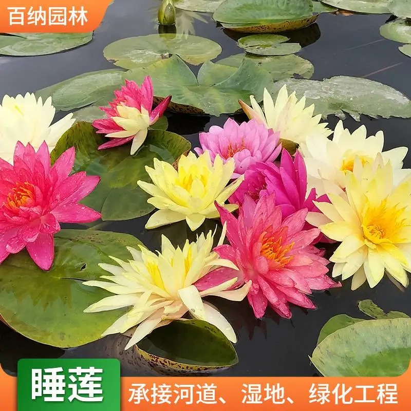 睡莲苗 精品睡莲苗 观赏睡莲 耐寒睡莲 ***湿地景区河道 河北雄安百纳园林