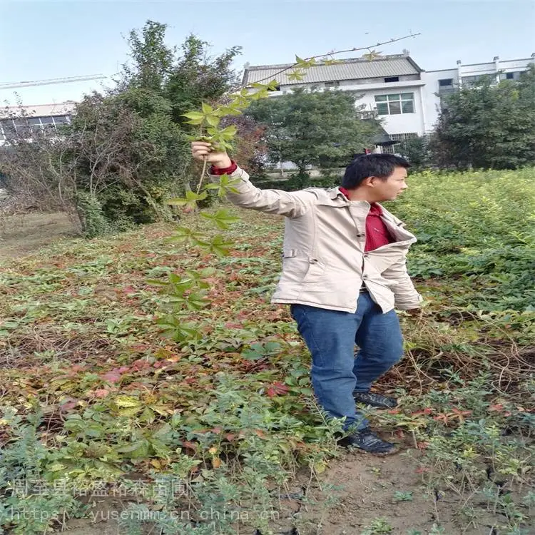 西安爬墙虎欧月季 变色爬山虎 批发爬山虎