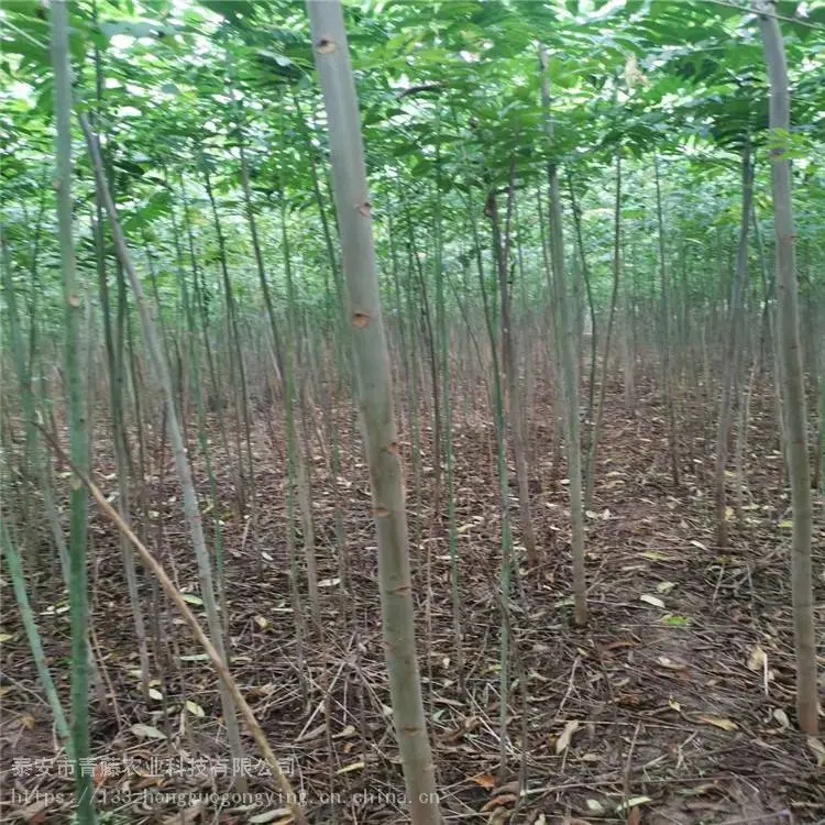 露天香椿树苗 青藤农业 新品种香椿苗 基地出售