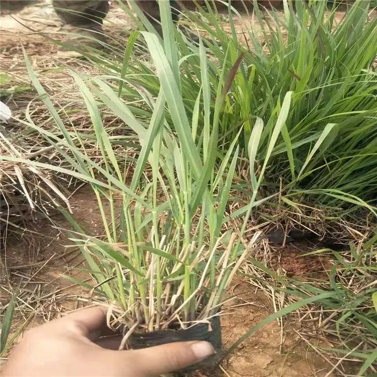观赏草柳枝稷报价 稷营养杯小苗价 茗茜花卉 基地发货