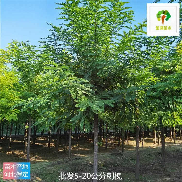 浙江刺槐树基地-出售刺槐树-发帽刺槐-多种规格-大量供应