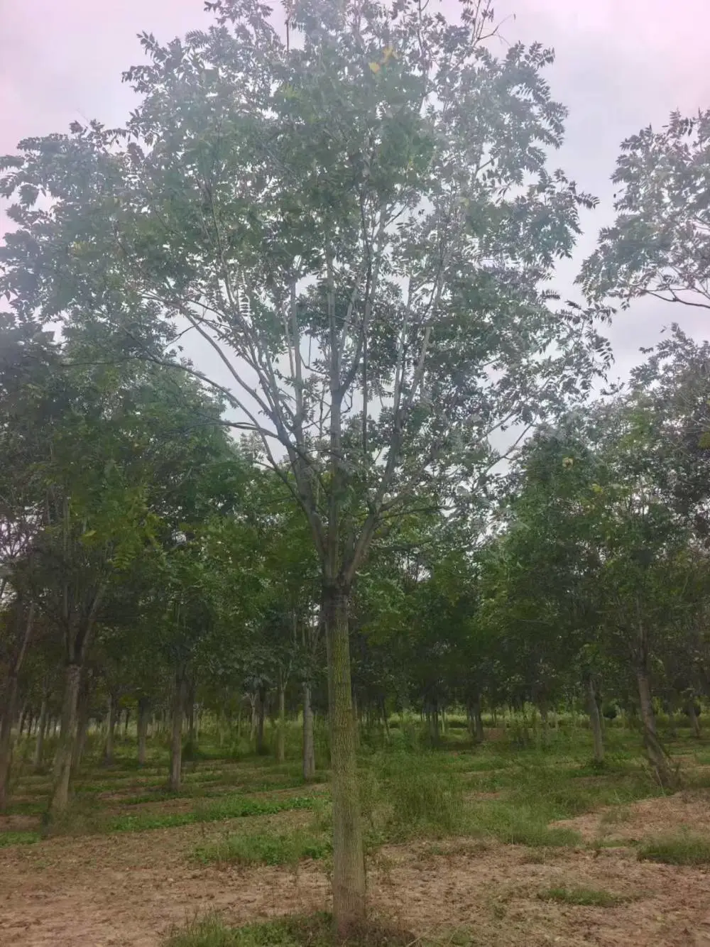 江苏泰州二乔红叶椿基地批发出售13公分红叶椿树厂家胸径15公分红叶椿产地