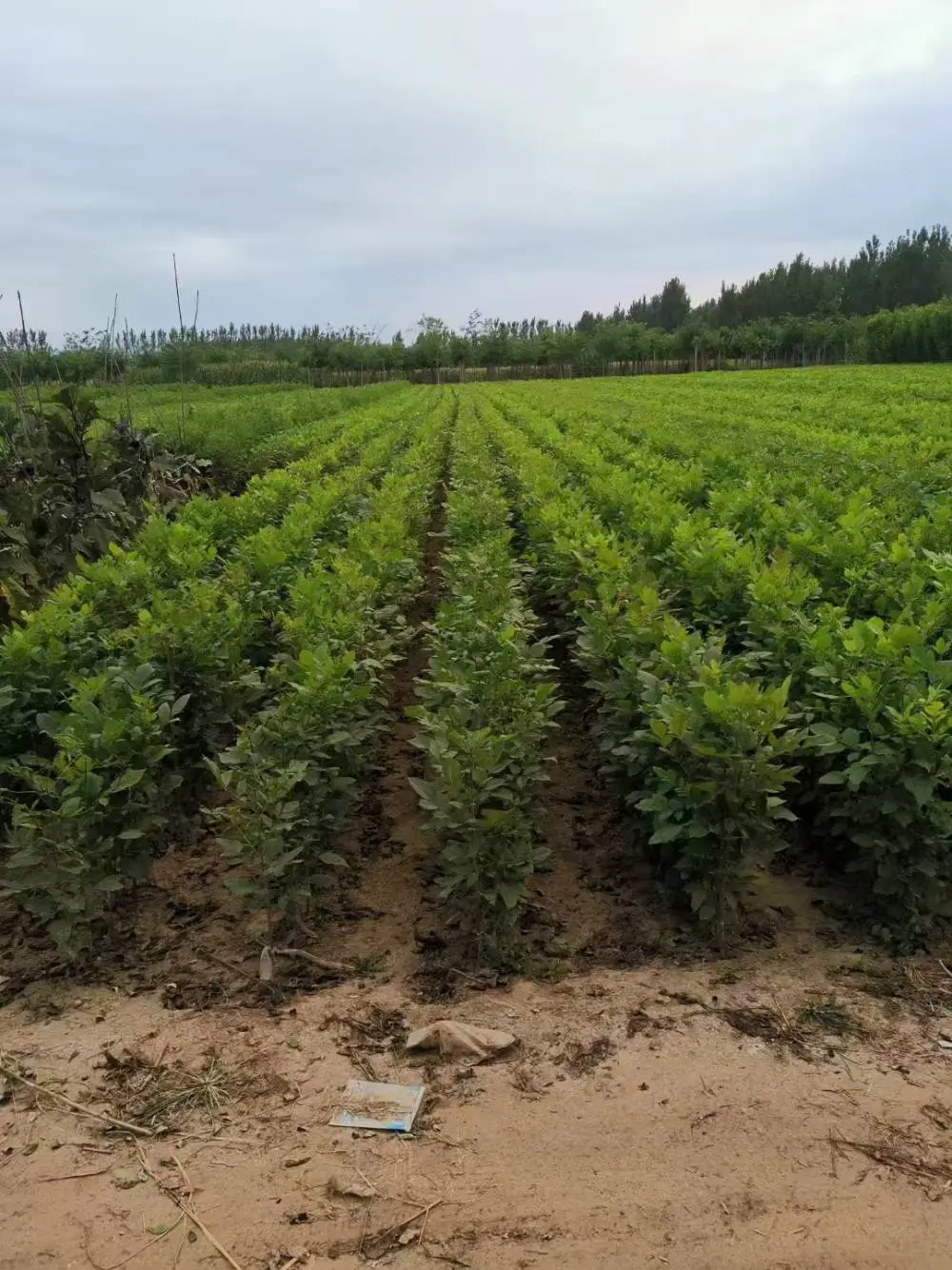 山东潍坊潍城速生白蜡树苗木基地批发,2公分，4公分，5公分白蜡小苗产地报价,白蜡苗木供应商厂家上车价格