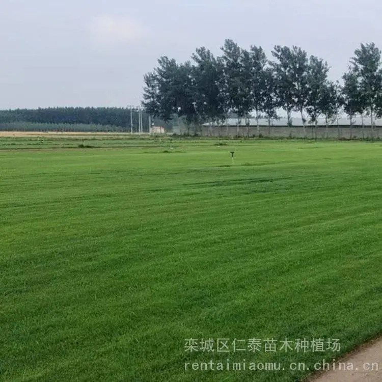 草坪耐旱吗草坪 ***草皮卷 鸡冠花羽状种子