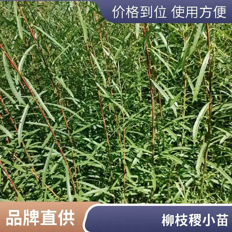 重金属柳枝稷绿化植物 盆栽观赏草 庭院造景杯苗袋苗 基地量大批发