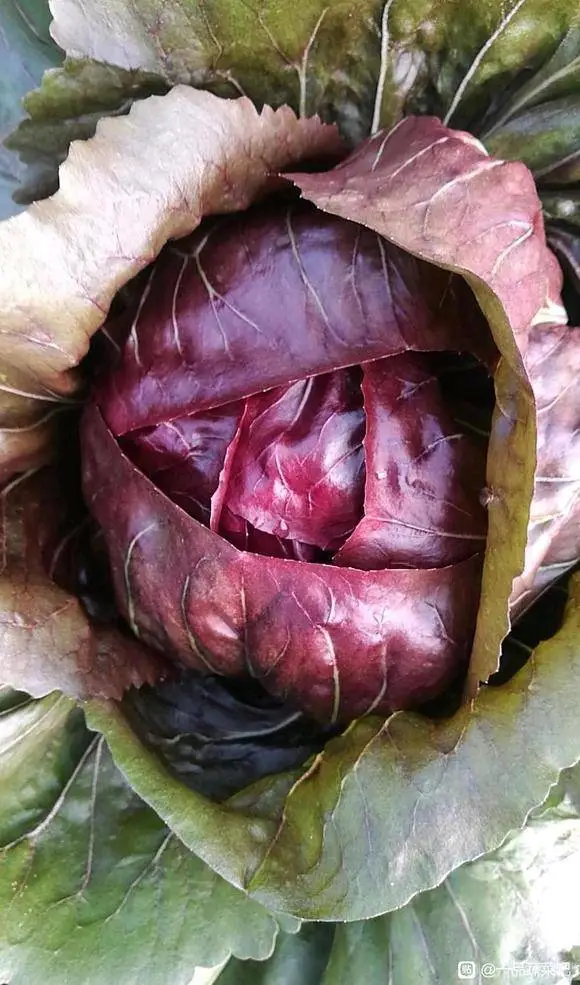 红菊苣种子,外叶绿色，结球后球内色呈红色，整齐度高。味道微苦