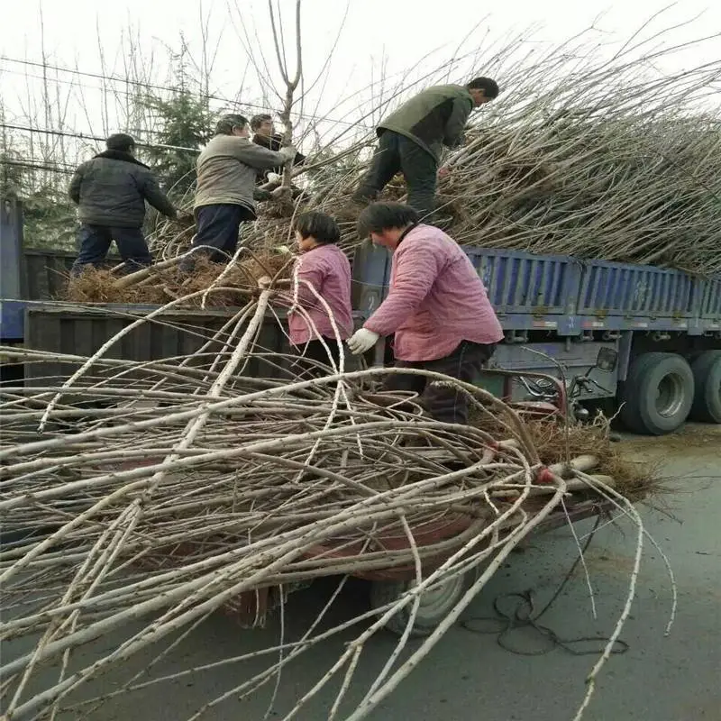 山西吕梁求购樱桃苗免费提供种植技术