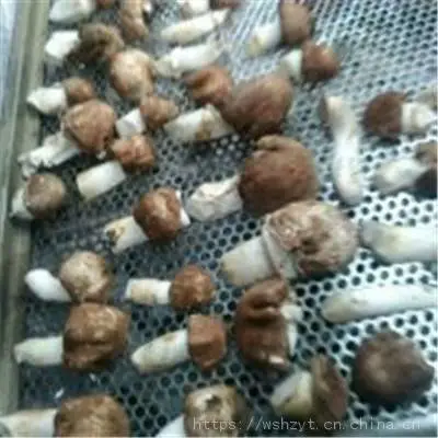 红薯干烘干技术热风循环烘箱烘干机价格低