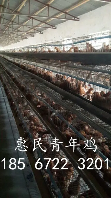 玉林60天海兰褐青年鸡厂家