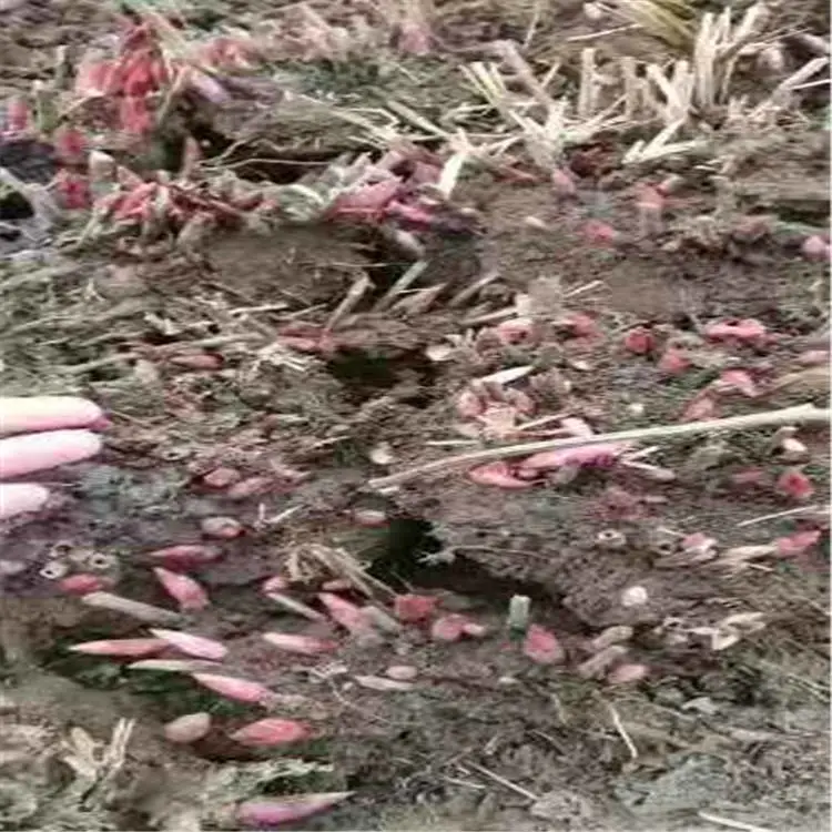 勇泰中药材 白芍芽头抗病耐寒 白芍芽头免费技术指导