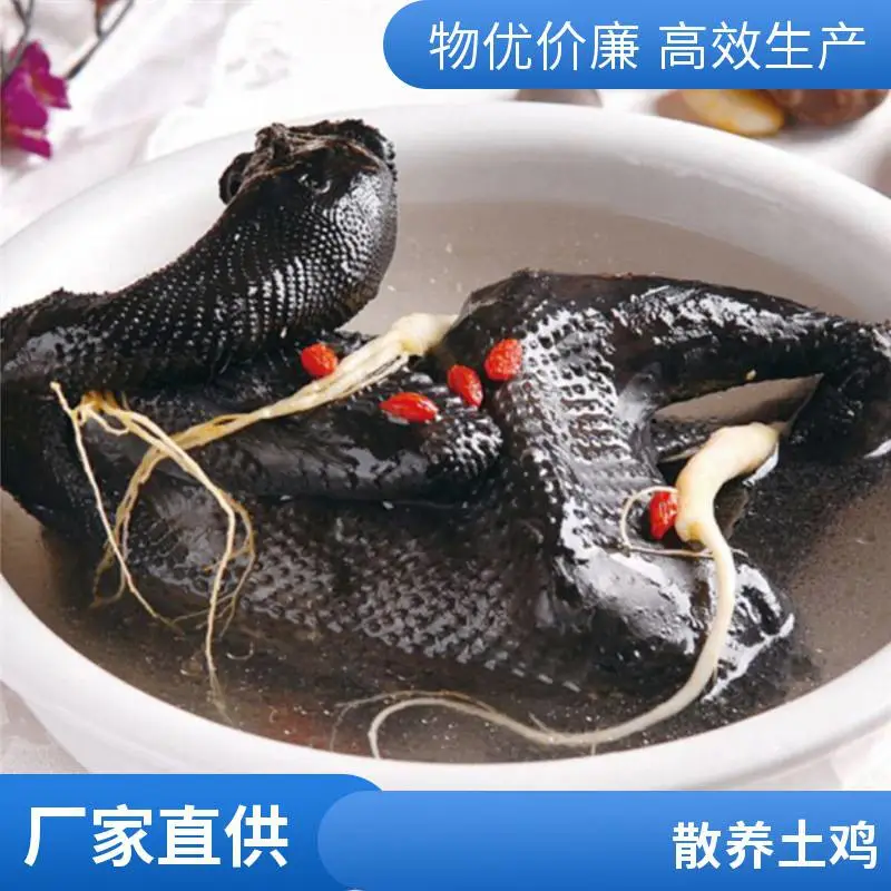 一手三鸟乌鸡乌骨鸡土鸡供应新鲜散养批发每天屠宰2-3万可以斩块