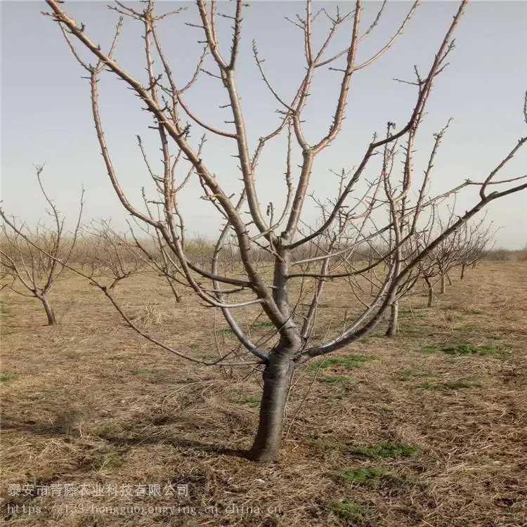 胭脂红樱桃苗 青藤农业 美早大樱桃苗 基地销售