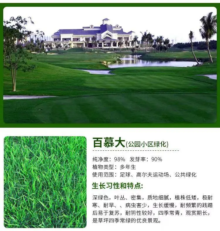 热门常青护坡草种种子公司地址批发菊苣草种籽