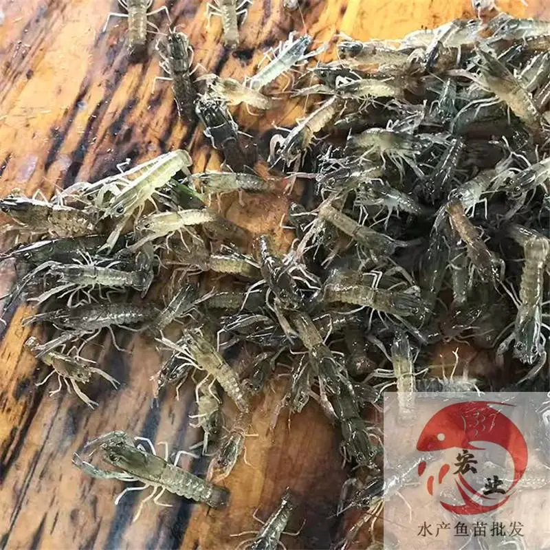葫芦岛市小龙虾苗基地 苗场供应澳龙苗