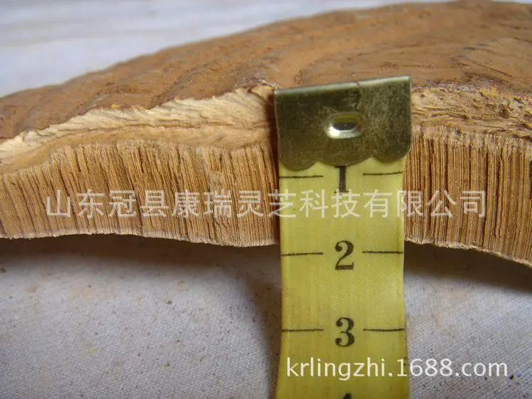 康瑞灵芝 山东红灵芝 泰山赤灵芝的吃法 食药用灵芝的作用 灵芝产地批发 赤灵芝种植