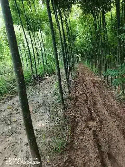 山东泰安3公分淑女国槐小苗一棵多少钱,淑女国槐苗厂家上车价格,淑女国槐苗产地报价,淑女国槐苗木供应商