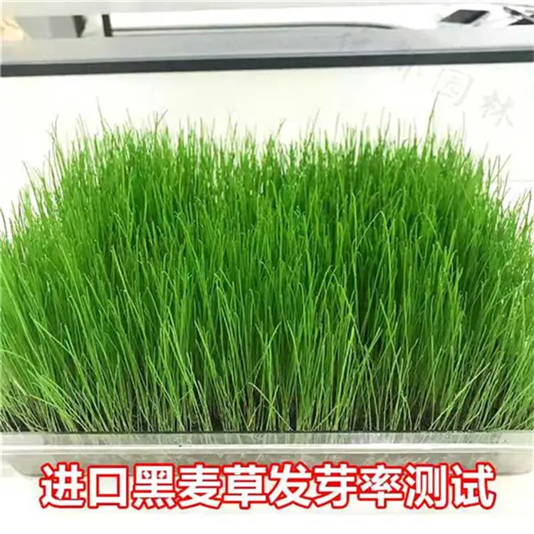 护坡王草种快手供货就近仓库湖北经销批发