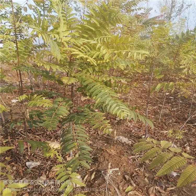 香椿苗种植 青藤农业 新品种香椿苗