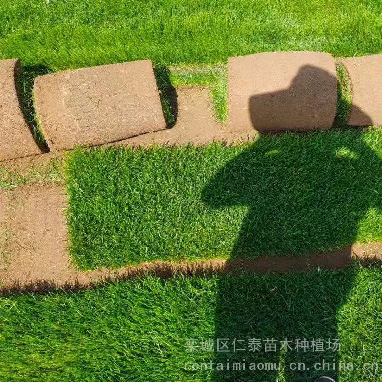 麦冬草种植基地 100亩草地出售 中叶细叶宽叶 工程绿化地被植物
