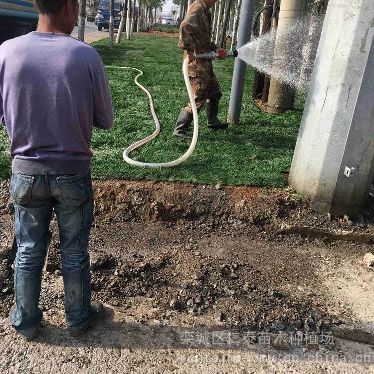 出售混播黑麦草 大型草坪基地 现挖草皮 护坡绿化 快速复绿