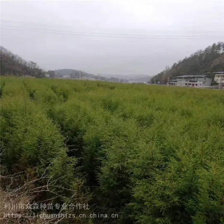 高成活率柏木苗 众森种苗 信誉*** 两年生柏木苗