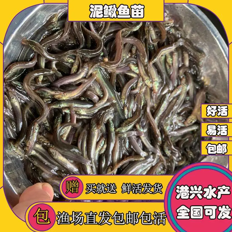 港兴鱼苗 泥鳅苗罗非水花苗红罗非鱼苗 生鱼鱼苗 太阳鱼苗 ¥0.10元