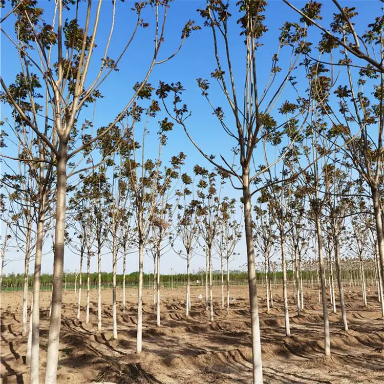 15厘米千头椿-质量优良-公路绿化-远销湖北黄冈鄂州黄石