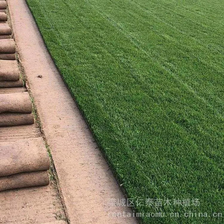 出售剪股颖草坪高羊茅供应品种来源国内栽培标准国标先货后款