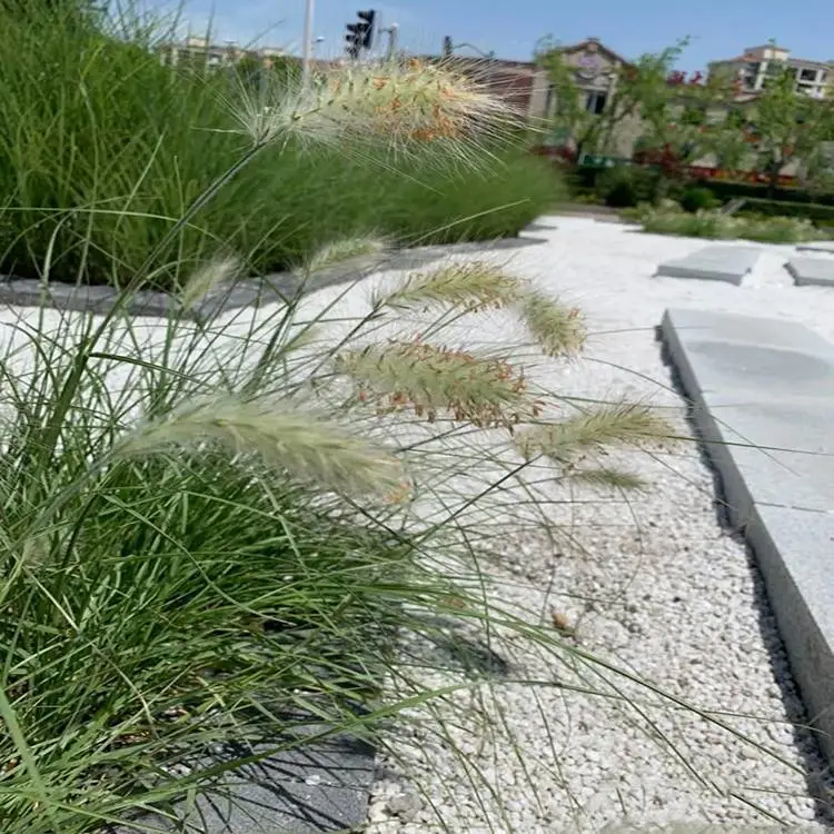 出售小兔子白穗狼尾草 市场报价