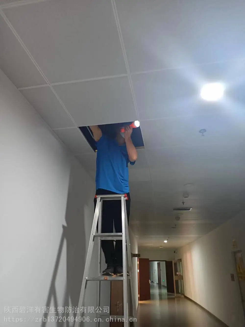 西安抓老鼠逮老鼠比较靠谱的西安灭老鼠公司