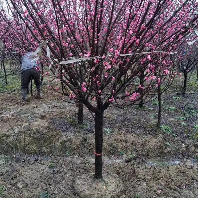 出售 地径6-12公分红梅树 苗圃现挖现卖 质量好 自产自销梅花基地