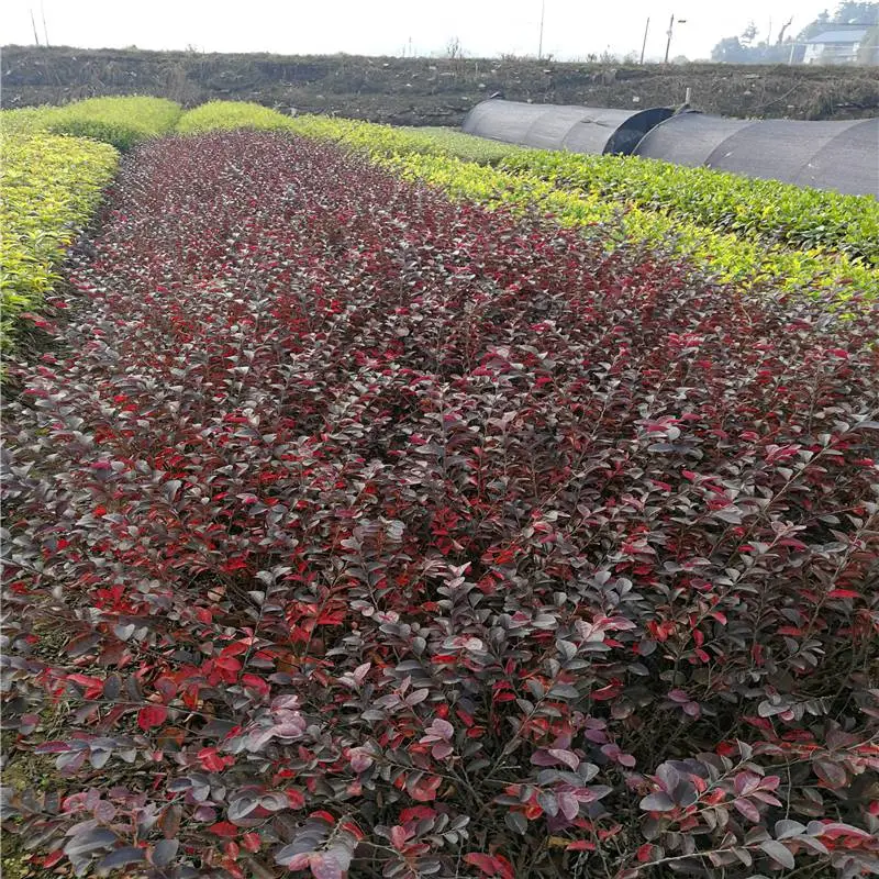 江苏淮安幼苗的价格图文并茂