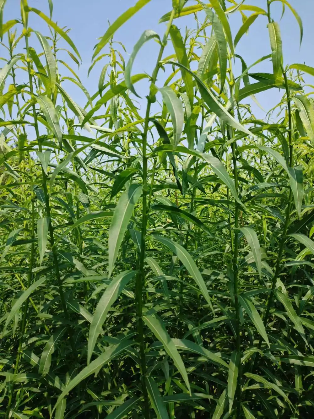 观赏草 辽宁省本溪市柳条种植基地主营灌木杞柳@灌木柳 园林绿化工程苗 耐寒 护坡固土绿植 种植基地直发