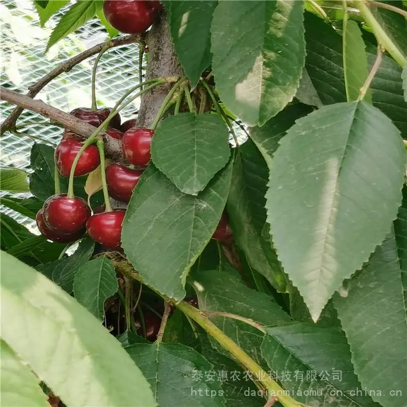 陕西吉塞拉6号樱桃苗品种 大棚吉塞拉6号樱桃苗送管理技术