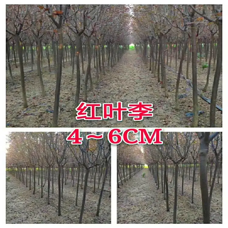 红叶李种植基地-行道绿化红叶李-紫叶李供应