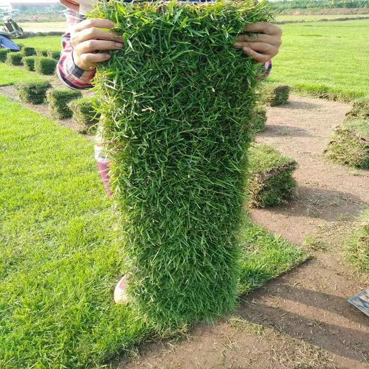 出售草坪柳叶马鞭草花籽净籽菊苣草籽古代稀花种子百慕大