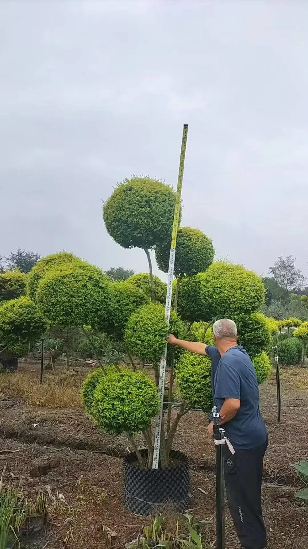 亮晶女贞重庆苗圃批发 报价准确 现货现挖 公园花坛花箱绿化苗木品种