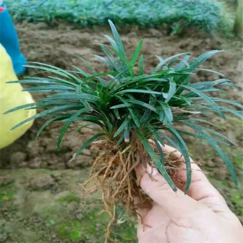 广东河源幼苗的价格咨询优惠