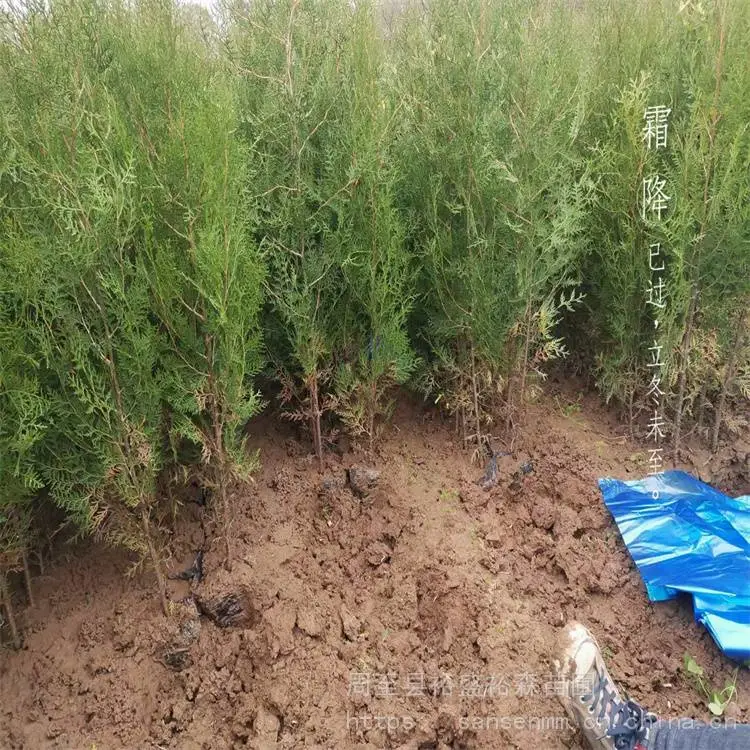 临汾树苗侧柏 大冠幅不拖腿 柏树农户种植苗圃
